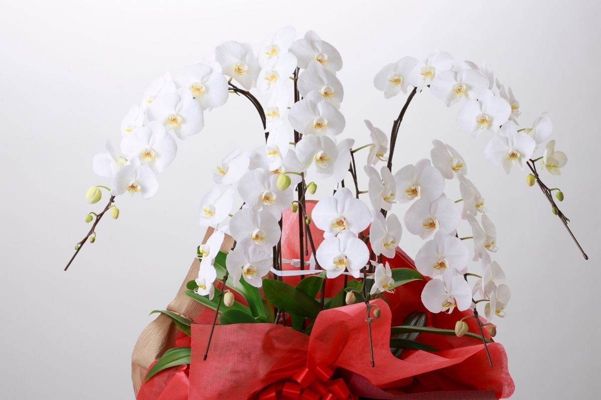 開店祝いの胡蝶蘭