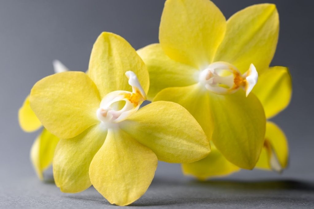 黄色の胡蝶蘭