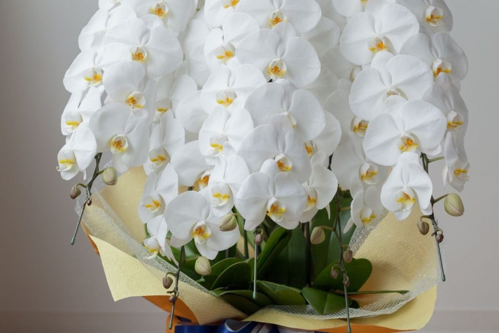 大津市 胡蝶蘭 開店祝い 就任祝い