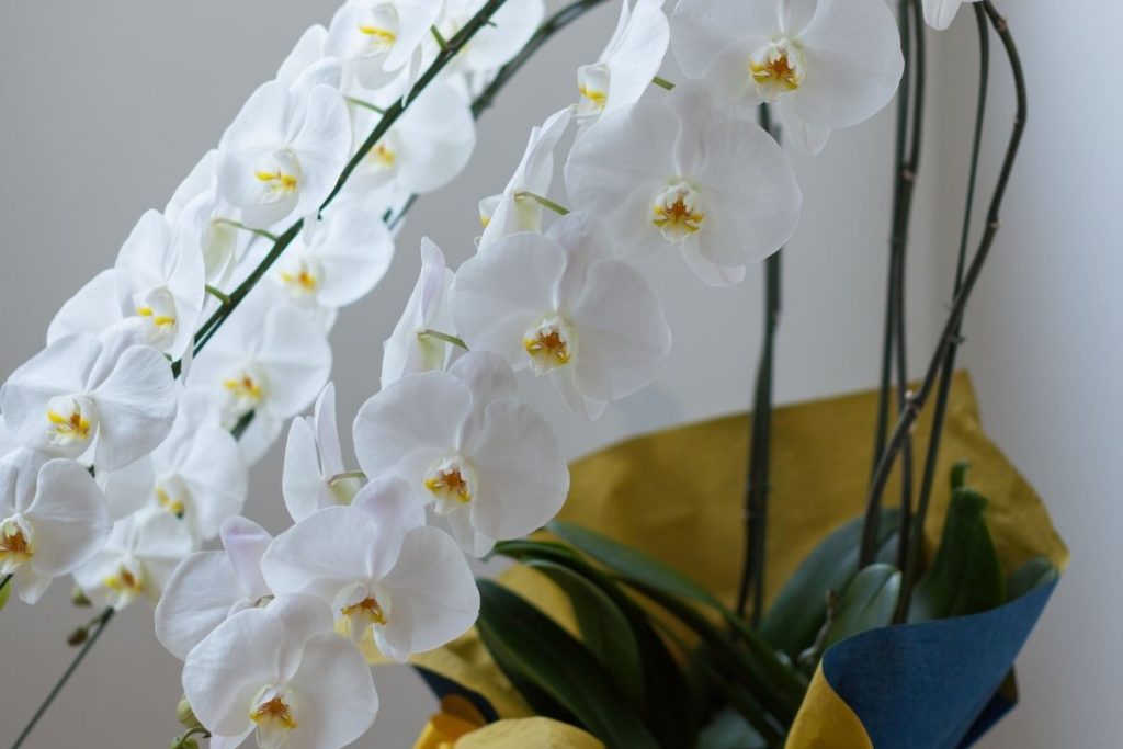 胡蝶蘭の選び方