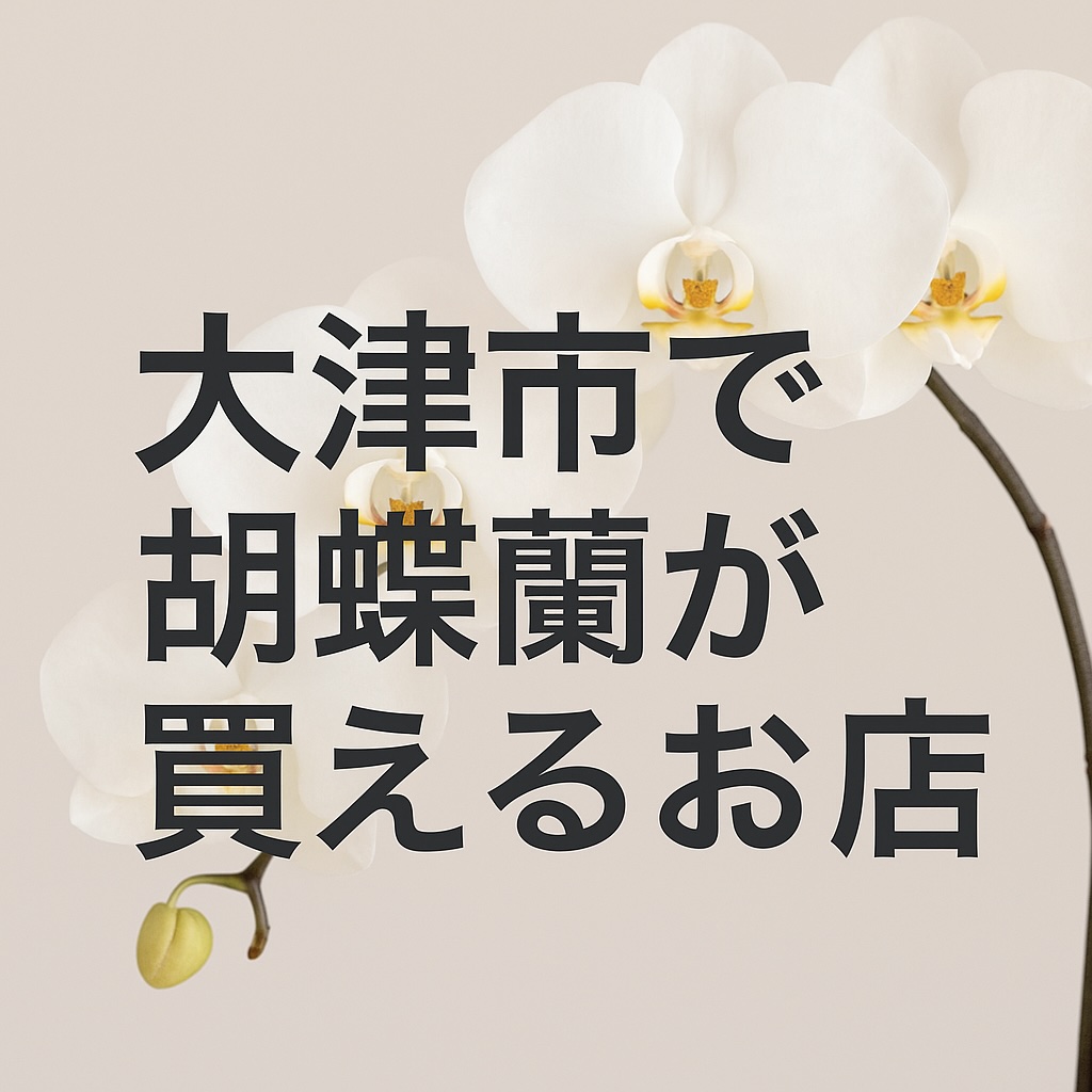 大津市で胡蝶蘭が買えるお店