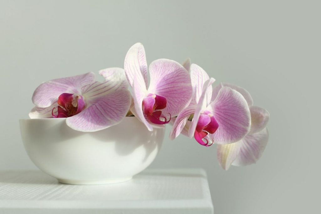 ピンクの胡蝶蘭