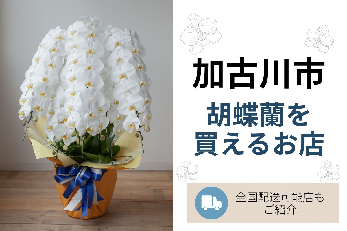 【加古川市】胡蝶蘭を買えるお花屋さん｜開店祝い・全国配送対応のフラワーショップまとめ