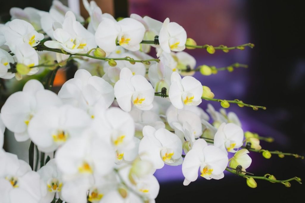 地域ごとの胡蝶蘭が買えるお花店