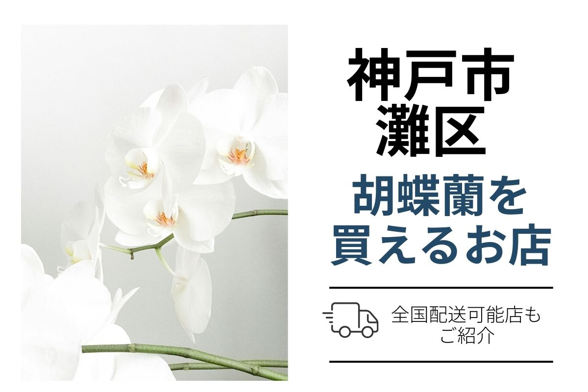 【神戸市灘区】胡蝶蘭を手配するなら？ネット通販と花屋比較で翌日配送も確認