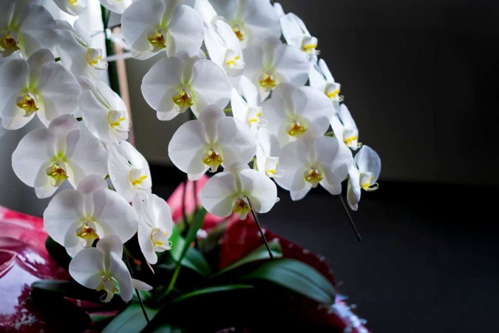 胡蝶蘭の花屋さんガイド