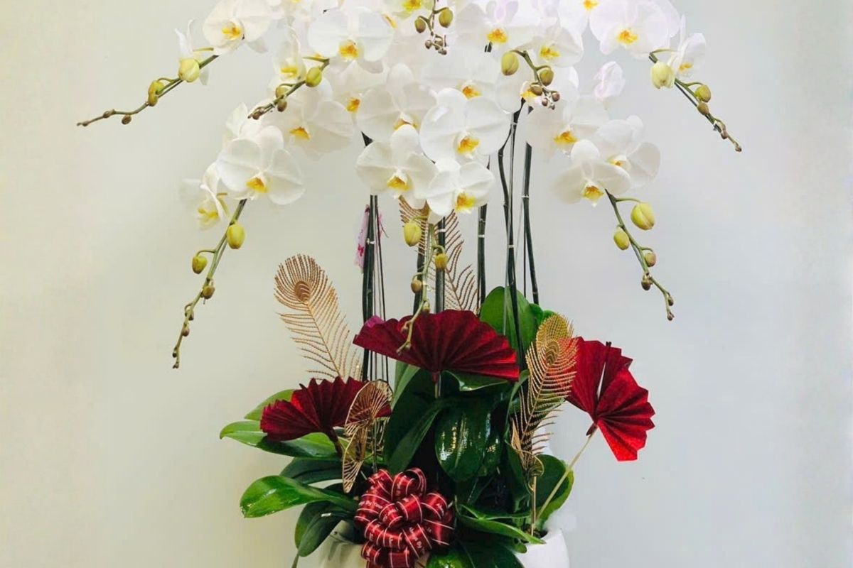 京都府で胡蝶蘭通販を比較するイメージ