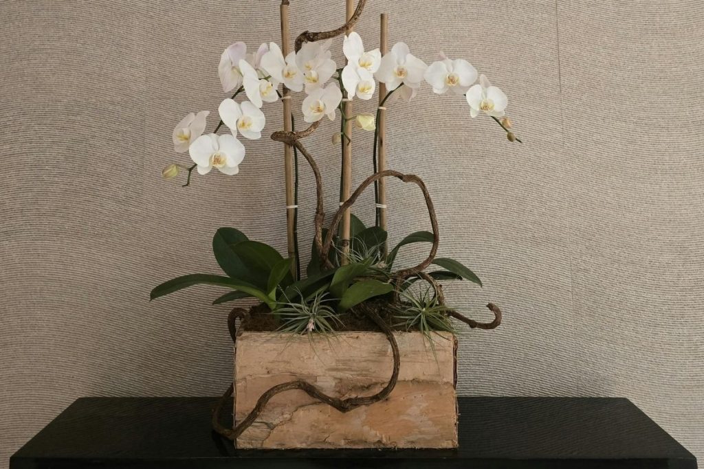 向日市で胡蝶蘭を買うなら？通販と地域花屋を比較しておすすめ手配