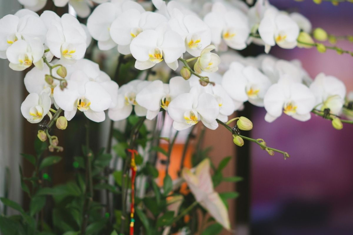 三重県で胡蝶蘭を贈るなら？開店祝い・就任祝い・移転祝いに失敗しない選び方と市町村別ガイド