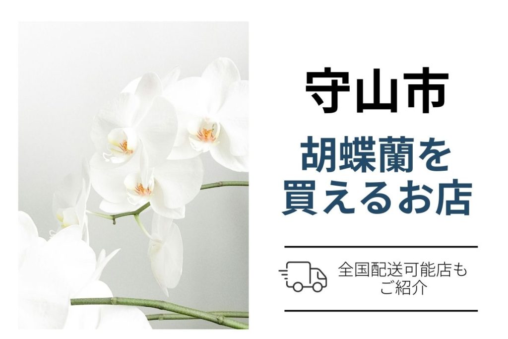 守山市で胡蝶蘭を買うなら？通販と花屋の手配・価格比較ガイド