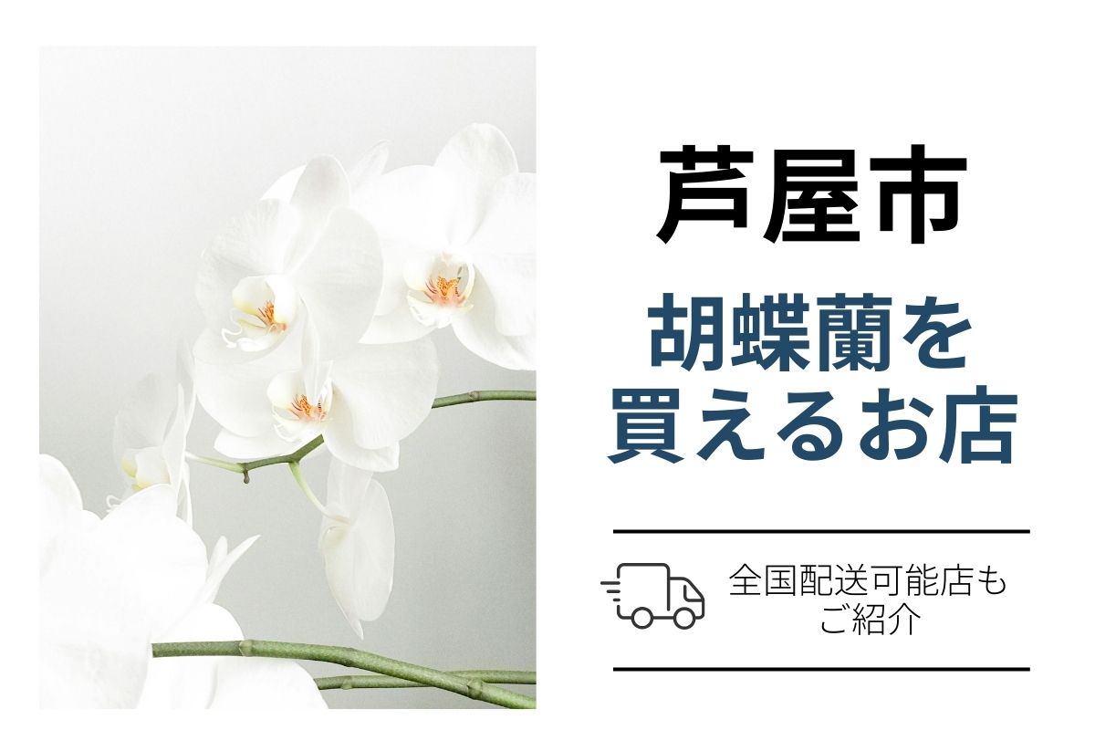 芦屋市で胡蝶蘭を手配するなら？ネット通販×花屋比較と翌日配送ガイド