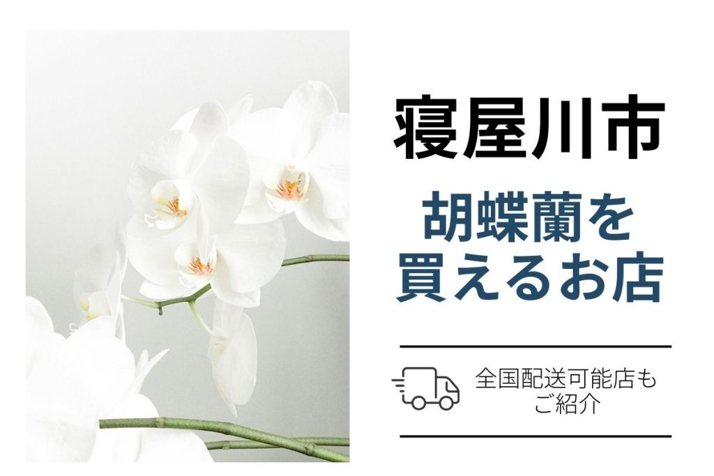 【寝屋川市】開店祝い・就任祝い・移転祝いに胡蝶蘭を手配｜ネット通販翌日配送と花屋比較