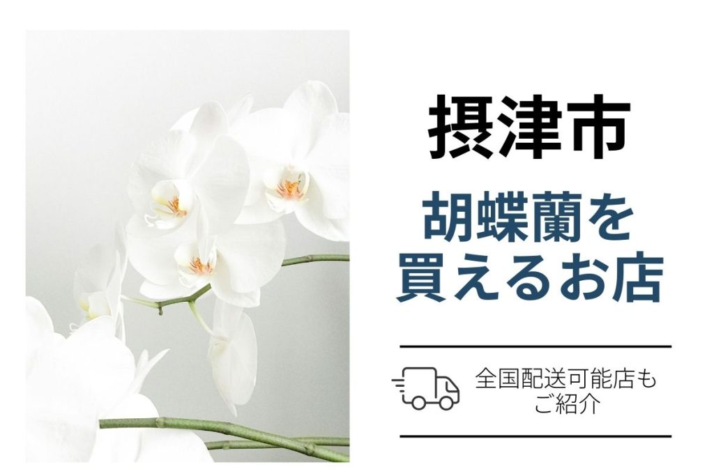 摂津市で胡蝶蘭を購入｜ネット通販の翌日配送と花屋手配（開店・就任・移転祝い）