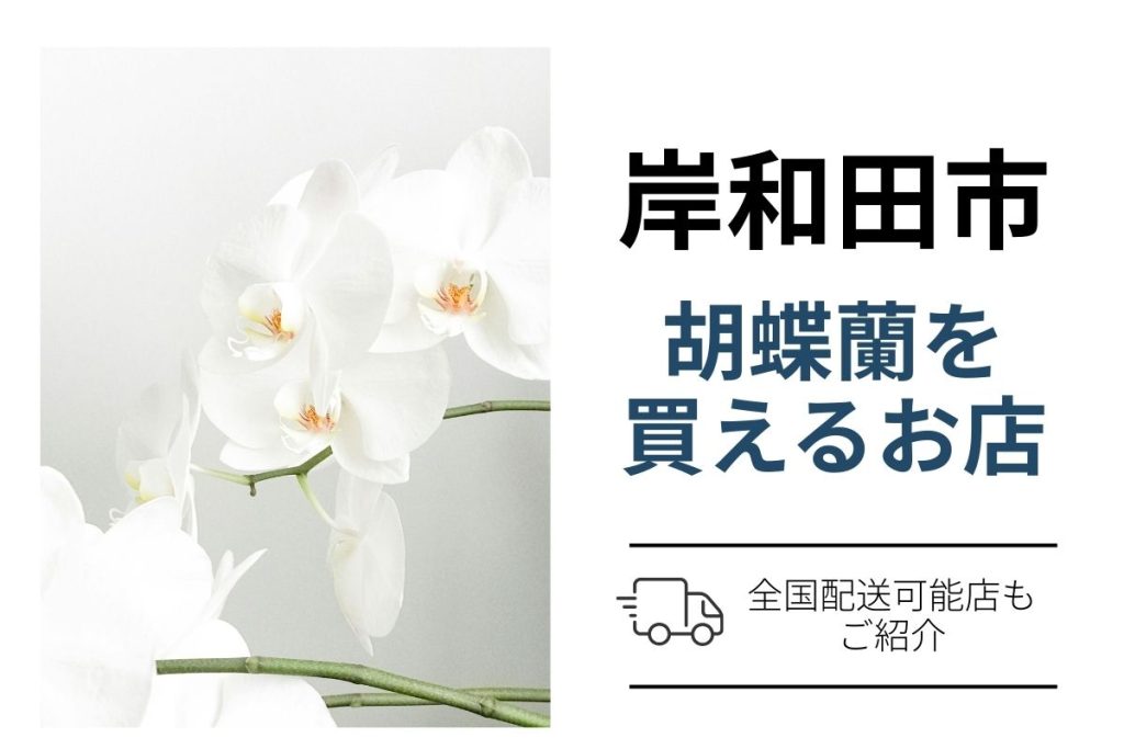 岸和田市の胡蝶蘭を購入｜法人贈答にネット通販と花屋比較・翌日配送対応