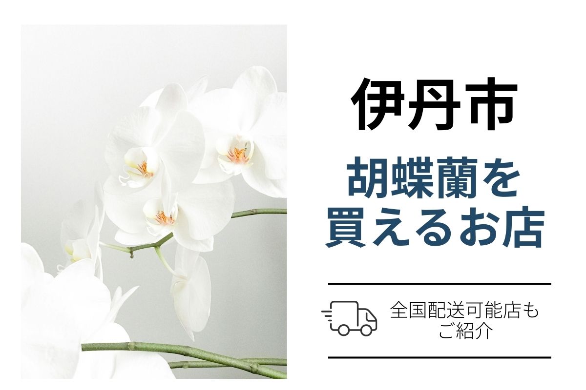 伊丹市で胡蝶蘭を購入・手配するなら？ネット通販と花屋｜翌日配送で法人祝い