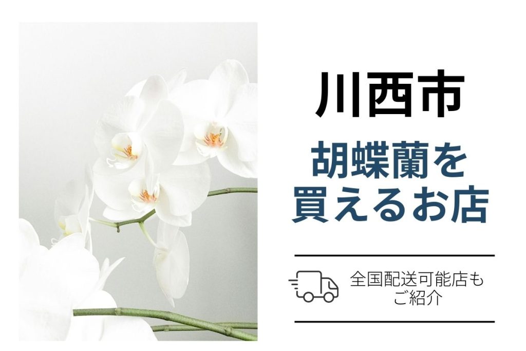 【川西市】胡蝶蘭を購入・手配するなら？ネット通販と花屋で翌日配送も確認