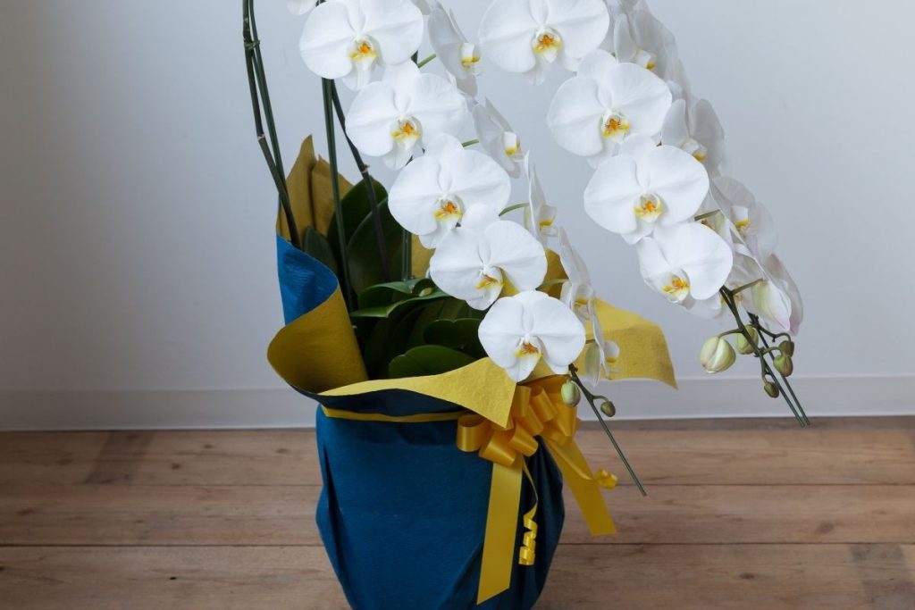 お祝いの胡蝶蘭