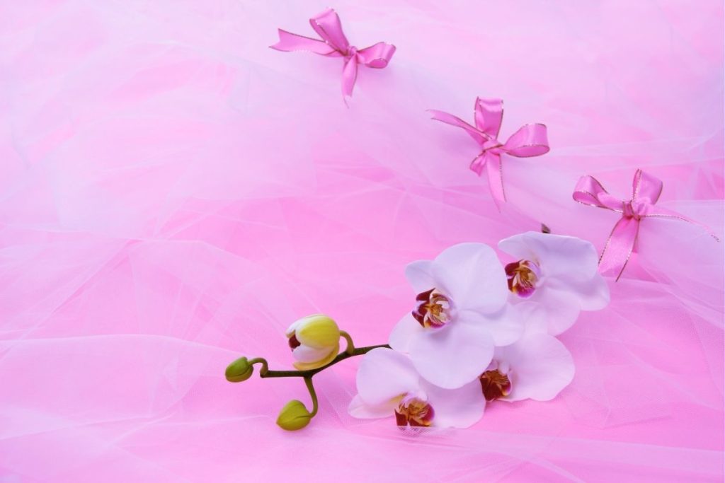 箕面市の開店祝い・就任祝い胡蝶蘭｜ネット通販翌日配送と花屋比較で購入手配