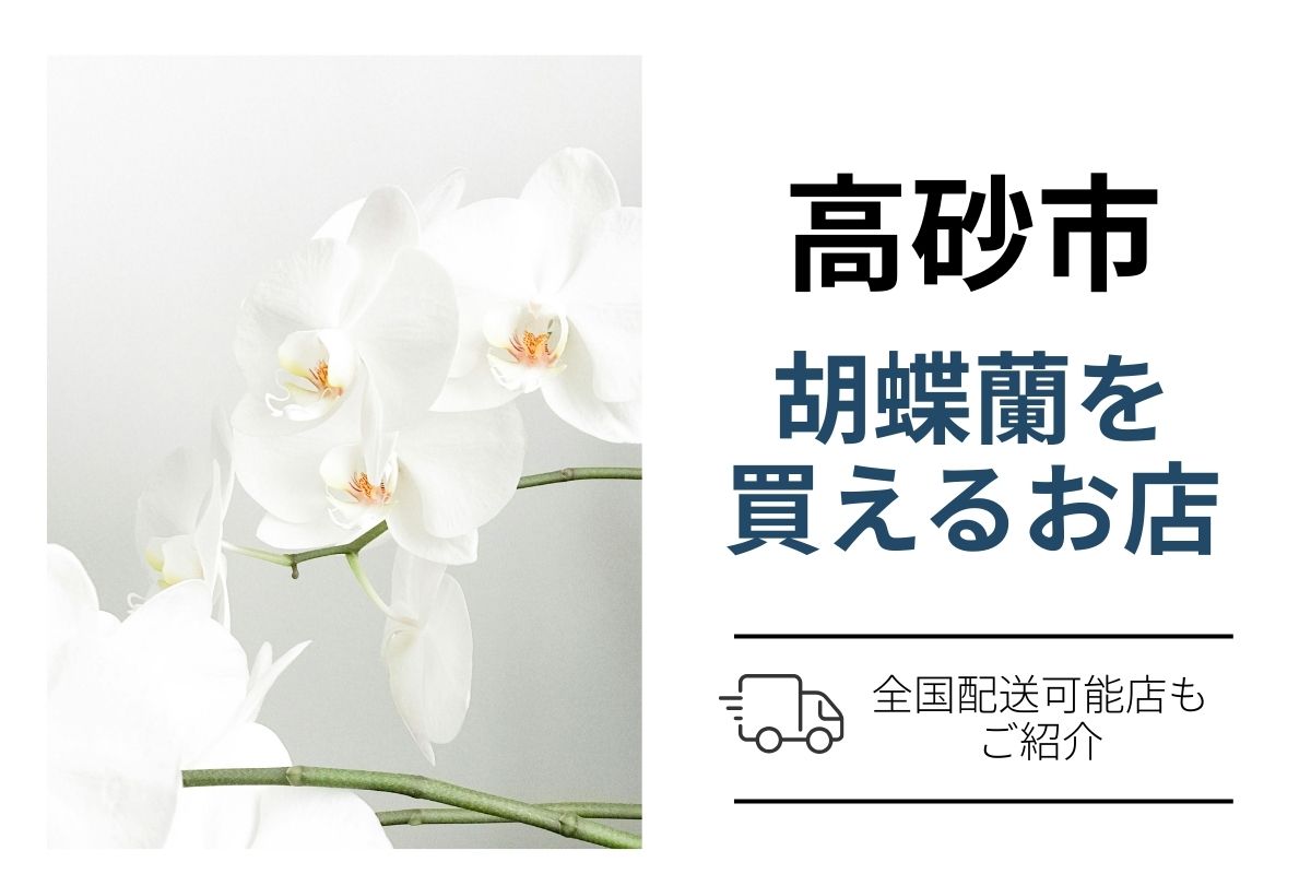 【高砂市】胡蝶蘭を手配するなら？ネット通販×花屋比較｜翌日配送で購入