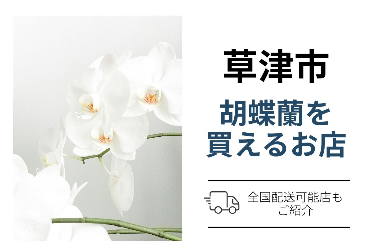 草津市で胡蝶蘭