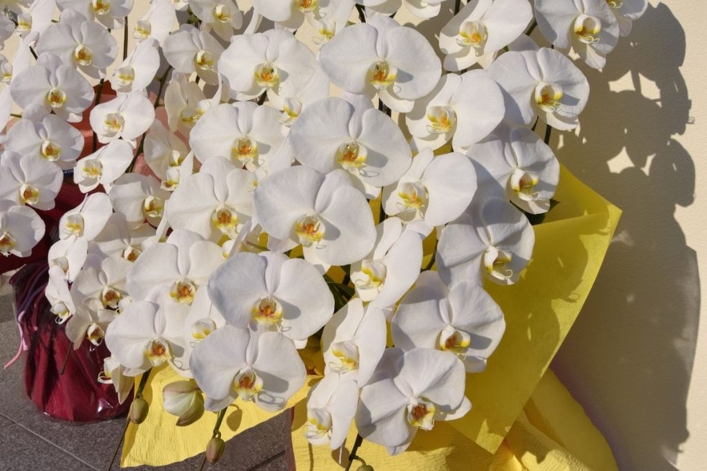 本数別で見る胡蝶蘭の選び方