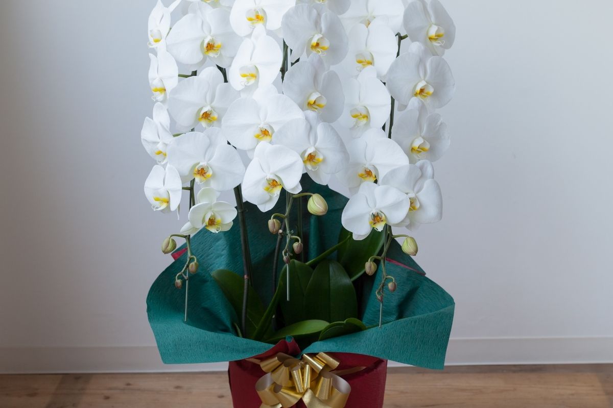 大阪市で胡蝶蘭を贈るなら？通販と花屋の違い・失敗しない選び方【法人対応・翌日配送】