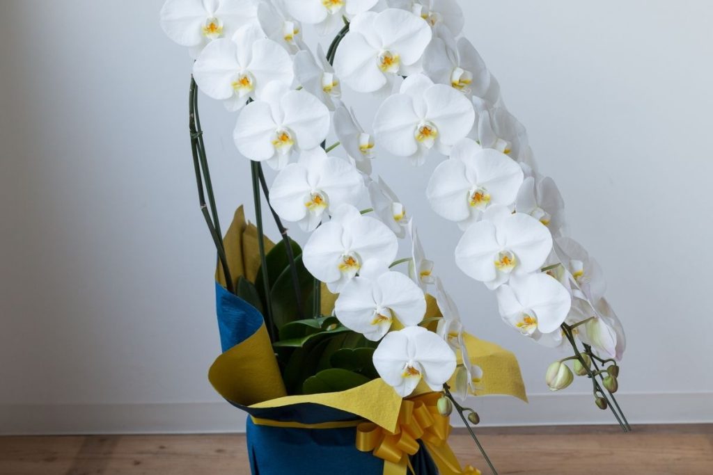 法人向け胡蝶蘭通販で重視したい5つの基準