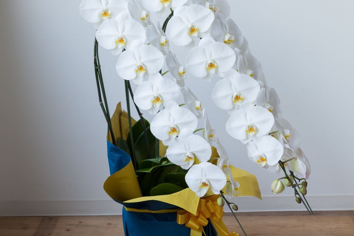 京都府で胡蝶蘭通販を比較するイメージ