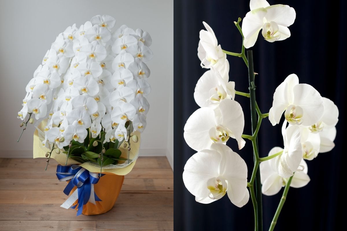 京都府で胡蝶蘭を探すときのイメージ