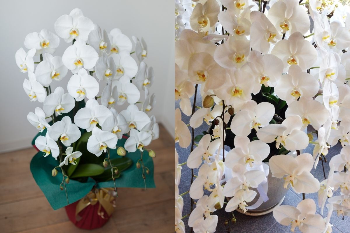 京都市で胡蝶蘭を贈るなら？通販と花屋の違い・選び方・区別ガイド