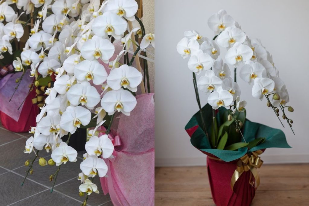 胡蝶蘭通販おすすめを先に知りたい方へ｜失敗しにくい選び方の結論