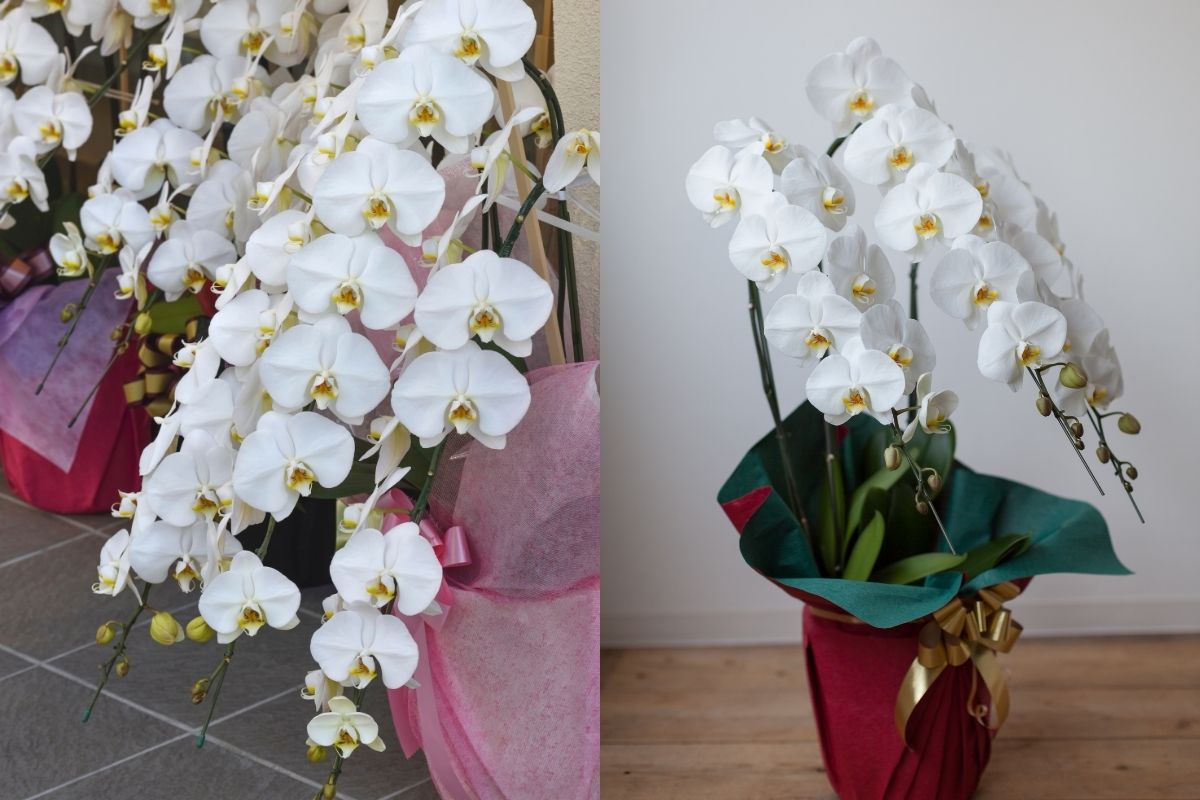 京都府で胡蝶蘭通販を比較するイメージ