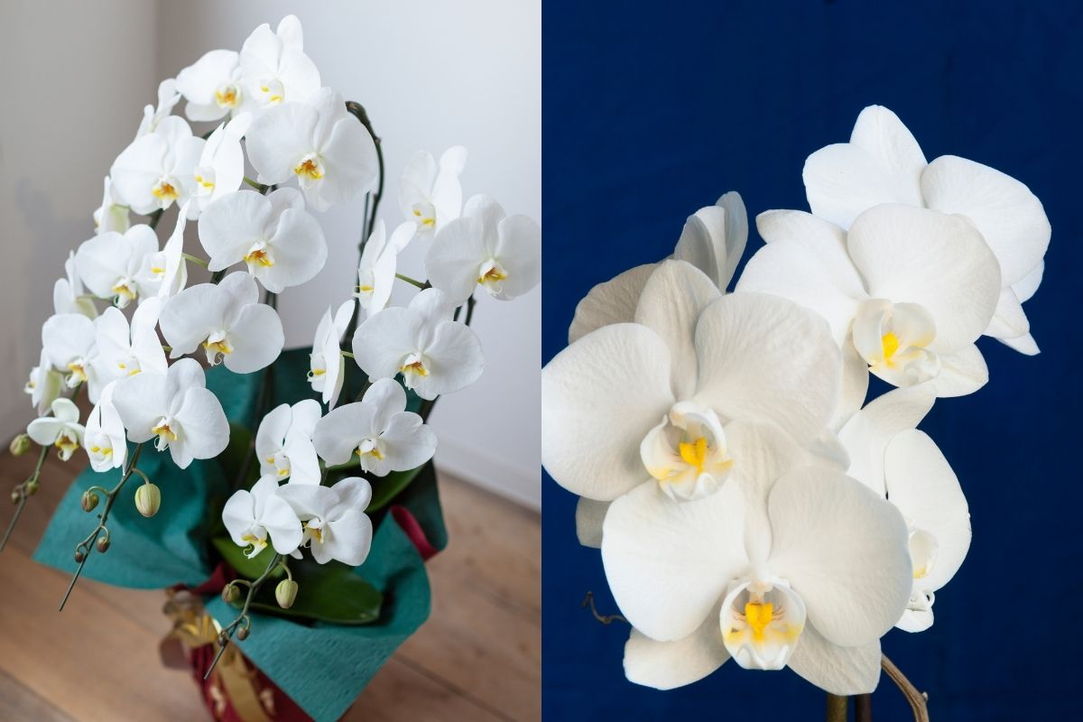 胡蝶蘭通販おすすめ｜法人対応・翌日配送・立札・請求書払いで比較