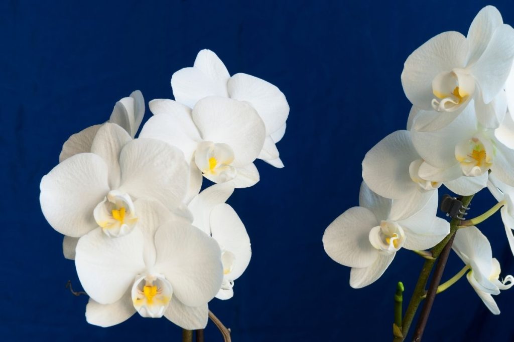 胡蝶蘭通販ランキング