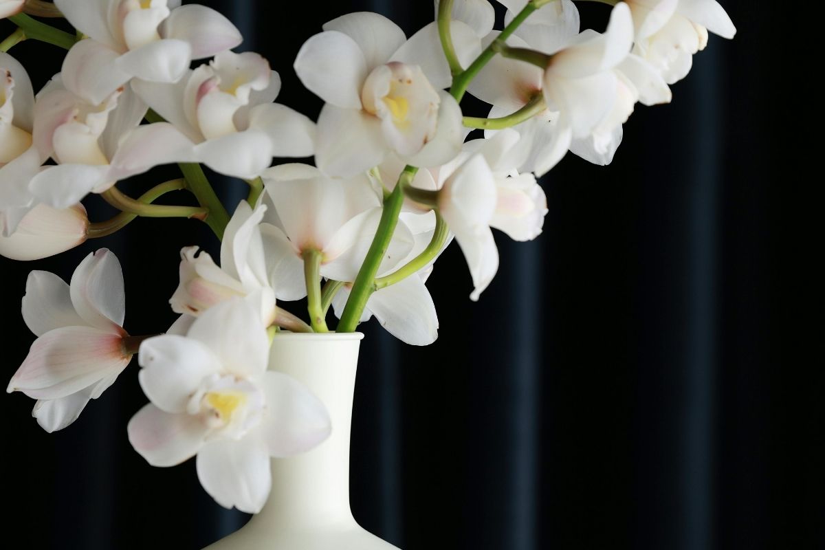 京都府で胡蝶蘭を買うなら？通販と花屋を比較｜開店祝い・就任祝い・移転祝いにおすすめ