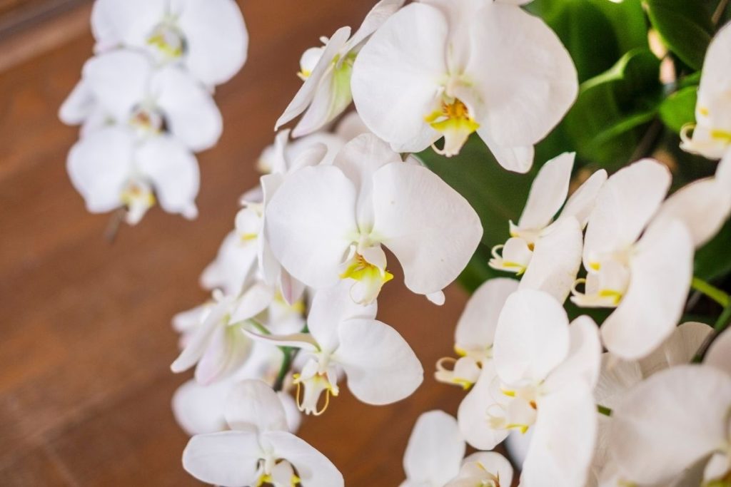 胡蝶蘭の選び方