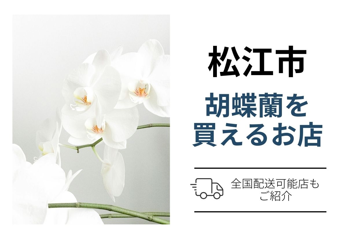 【松江市】胡蝶蘭を贈る｜翌日配送も比較できるネット通販と地域花屋ガイド