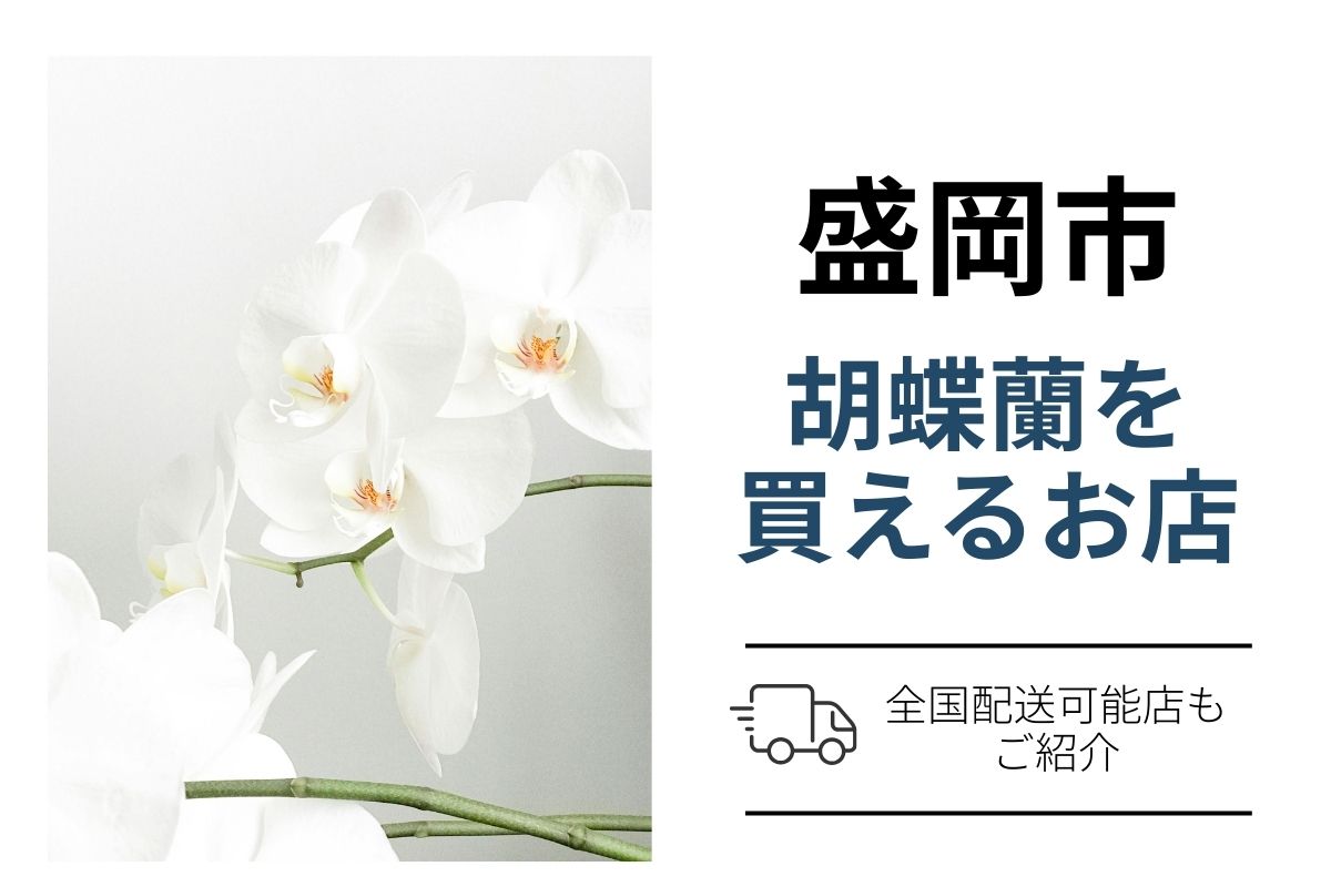 盛岡市で胡蝶蘭を贈るなら翌日配送も比較｜ネット通販と地域花屋の選び方