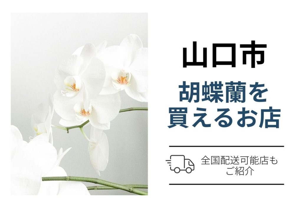 山口市で胡蝶蘭を贈るなら翌日配送も比較｜ネット通販と地域花屋の選び方