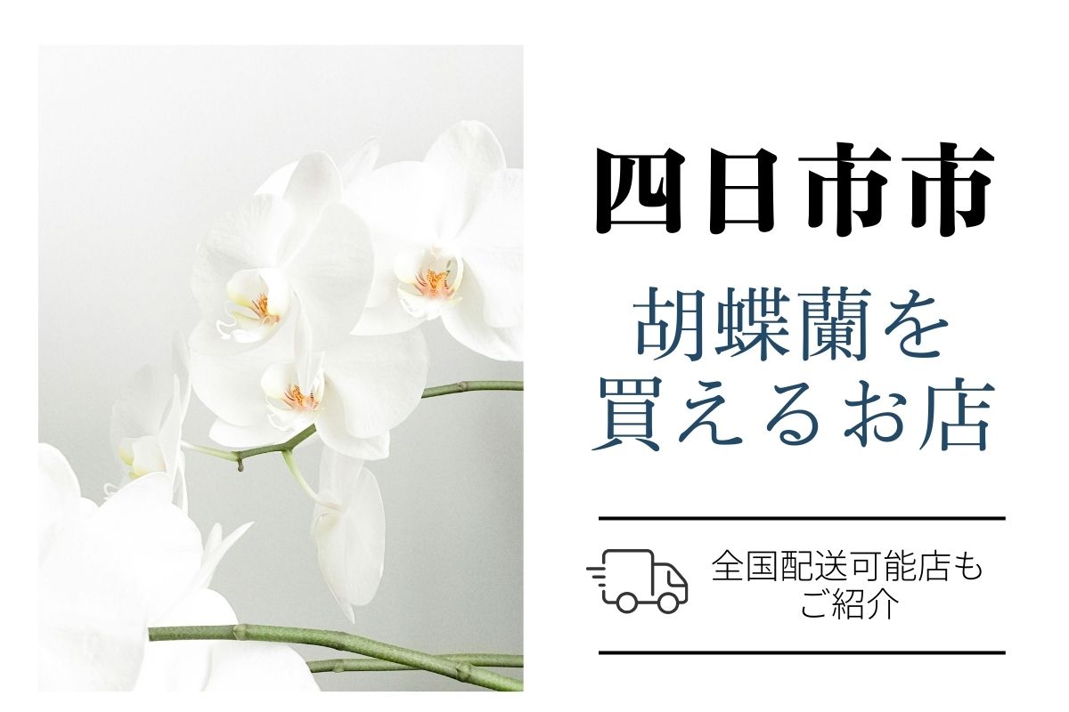 【四日市市】胡蝶蘭贈答用のお勧めショップ｜ネット通販と地域花屋を比較・翌日配送対応