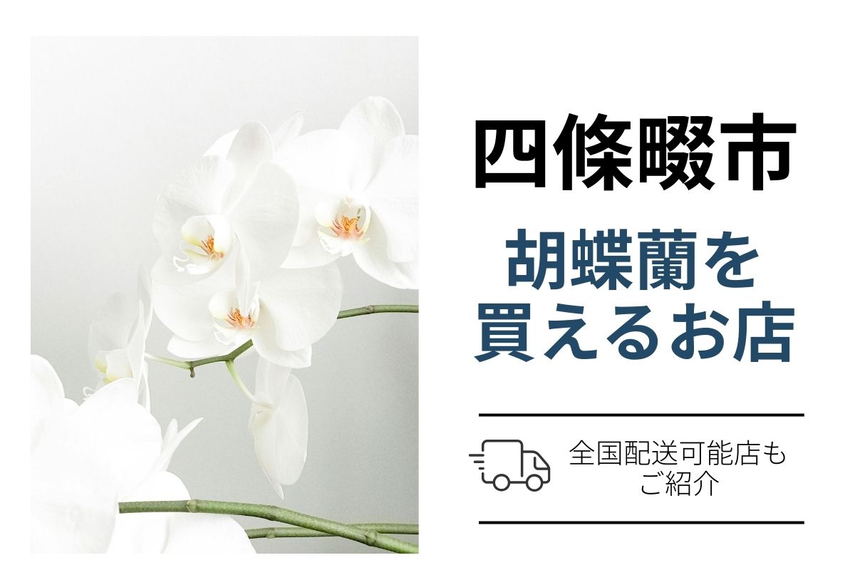 四條畷市で胡蝶蘭を購入｜翌日配送のネット通販と花屋比較（開店・就任・移転祝い）