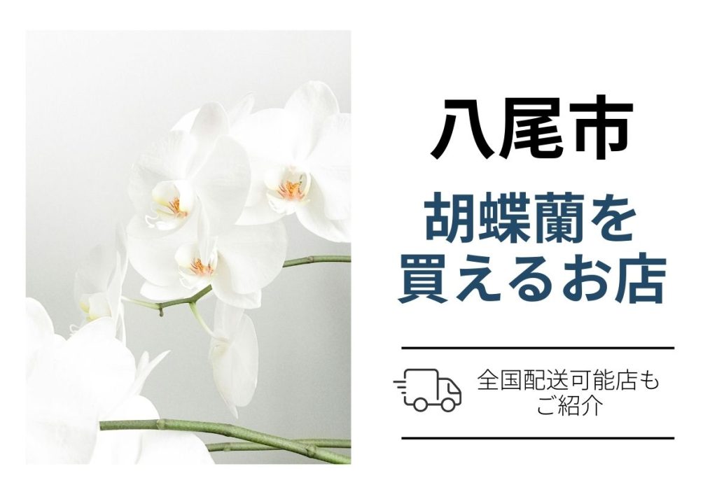 八尾市の開店祝い・就任祝い・移転祝い胡蝶蘭手配｜ネット通販の翌日配送と花屋購入を比較