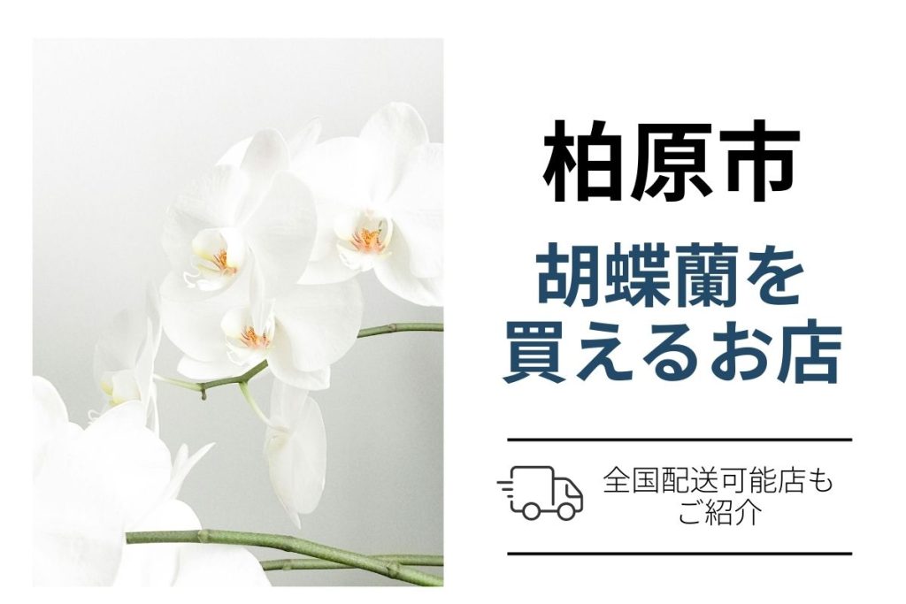 柏原市の胡蝶蘭｜開店祝いに翌日配送＆ネット通販6社と花屋の使い分け