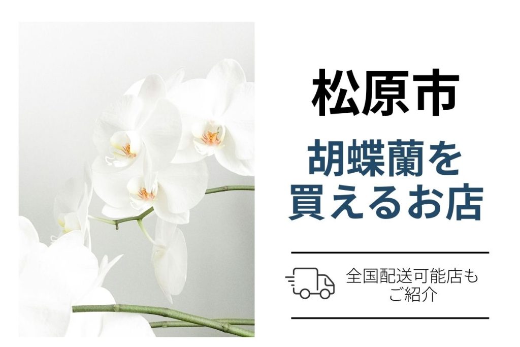 松原市の胡蝶蘭は翌日配送OK｜ネット通販6社と花屋の使い分け完全ガイド