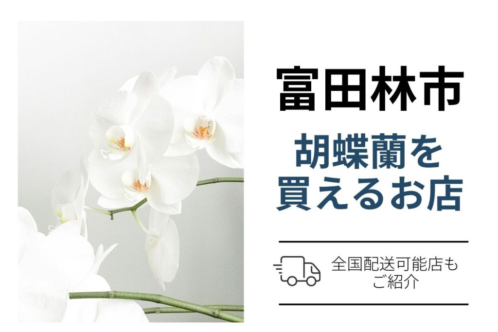 富田林市の胡蝶蘭