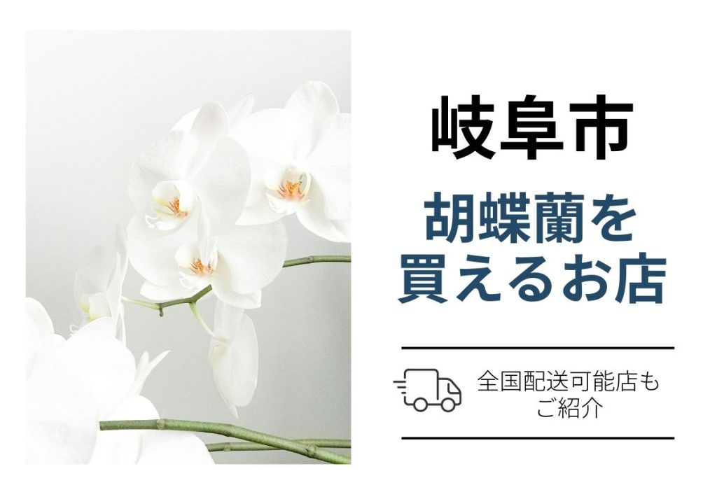 岐阜市の胡蝶蘭を翌日配送で購入・手配｜ネット通販と花屋の使い分け