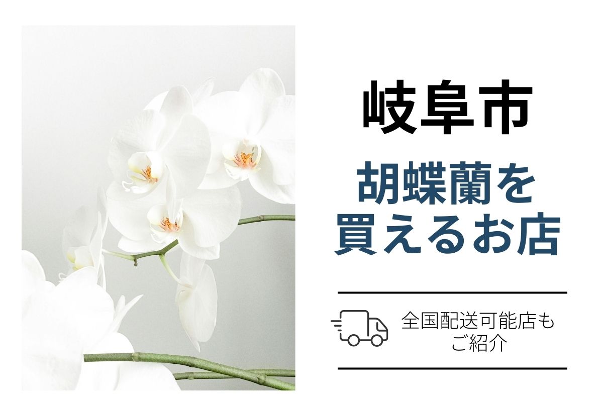 岐阜市の胡蝶蘭を翌日配送で購入・手配｜ネット通販と花屋の使い分け