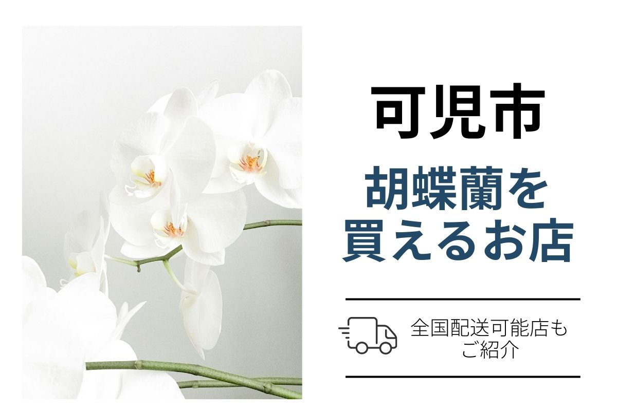 【可児市】胡蝶蘭を購入｜翌日配送ネット通販6社と花屋比較（開店祝い向け）