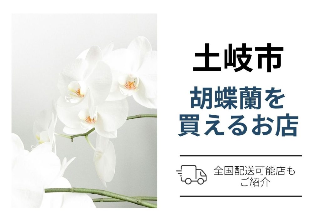 【土岐市】胡蝶蘭を翌日配送で購入・手配｜ネット通販と花屋、就任祝いにも