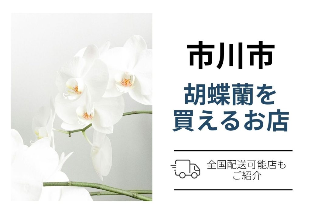 【市川市】胡蝶蘭を翌日配送で手配するなら？ネット通販と花屋の買い方案内